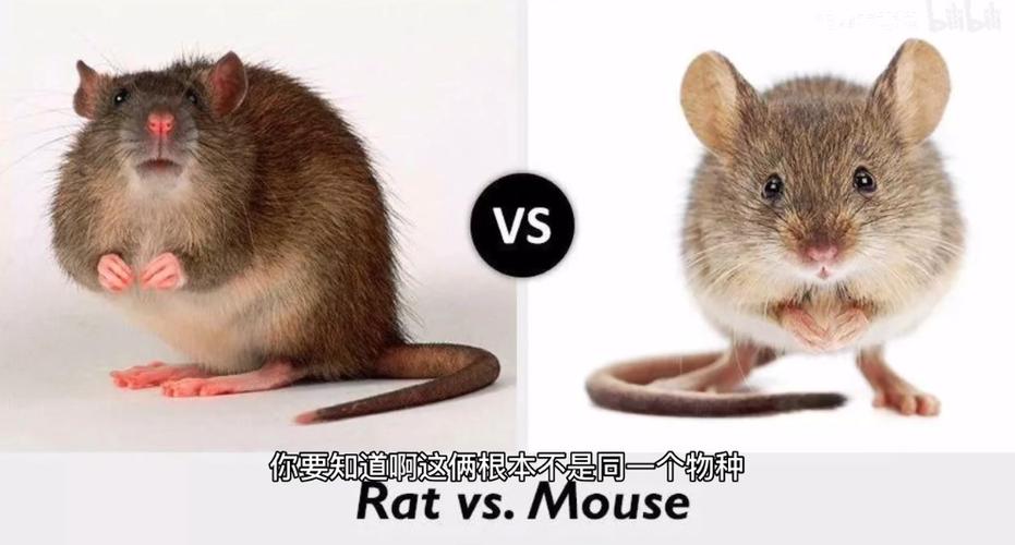 中国鼠王vs日本鼠王的相关图片